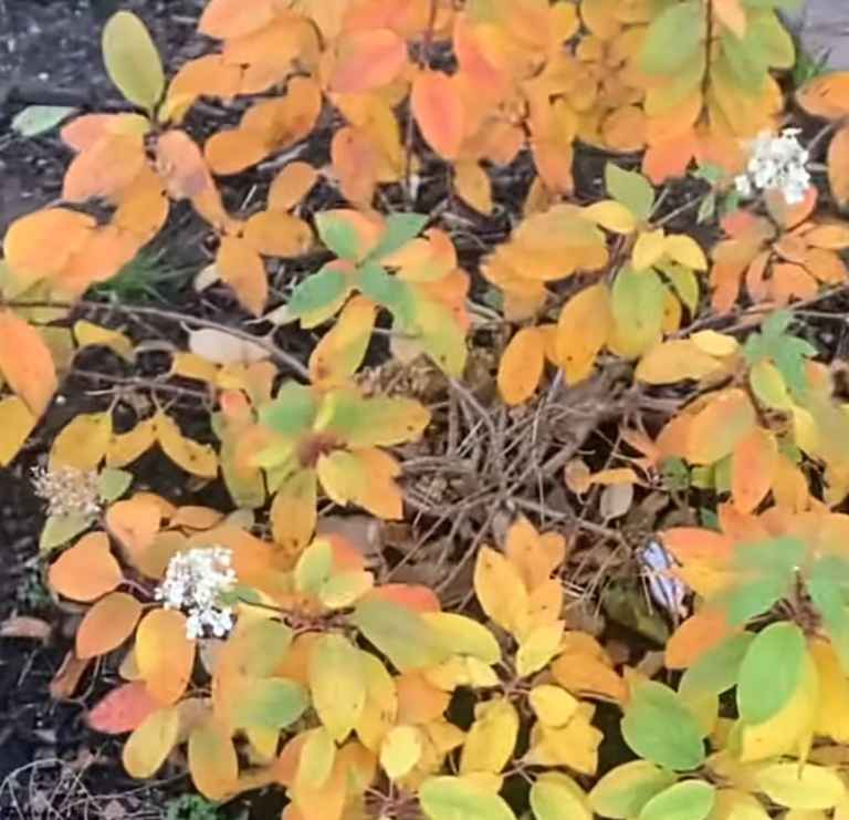 Yellow Hydrangea Leaves