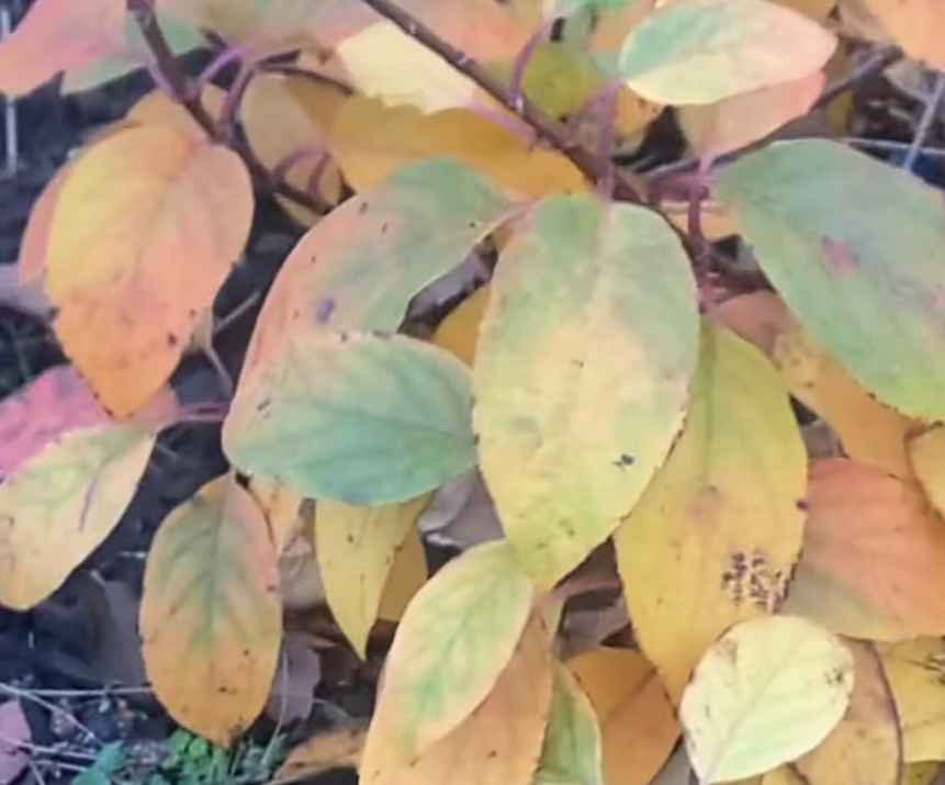 Yellow Hydrangea Leaves