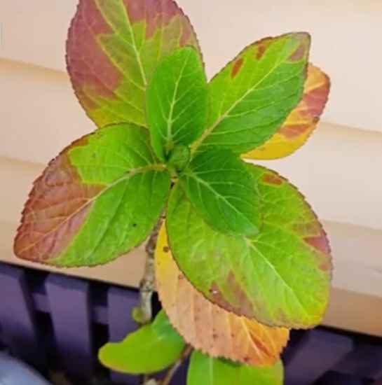 Yellow Hydrangea Leaves