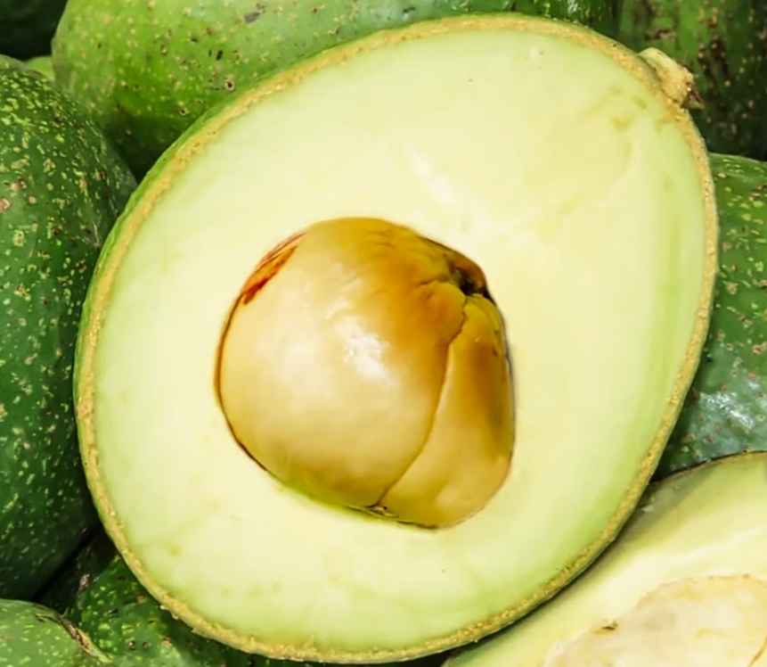 How to Grow Avocado from Pit