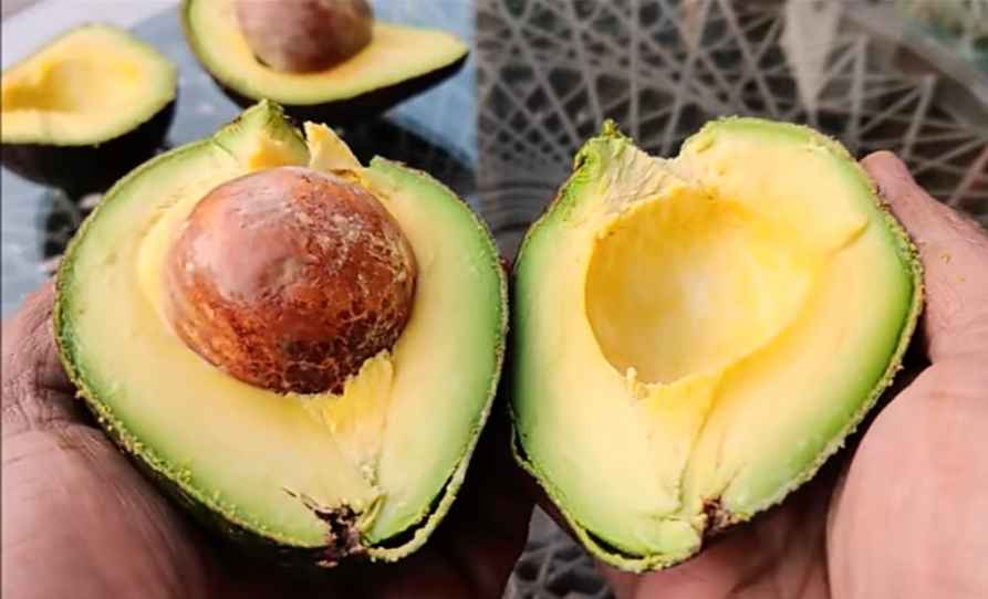 How to Grow an Avocado from Pit