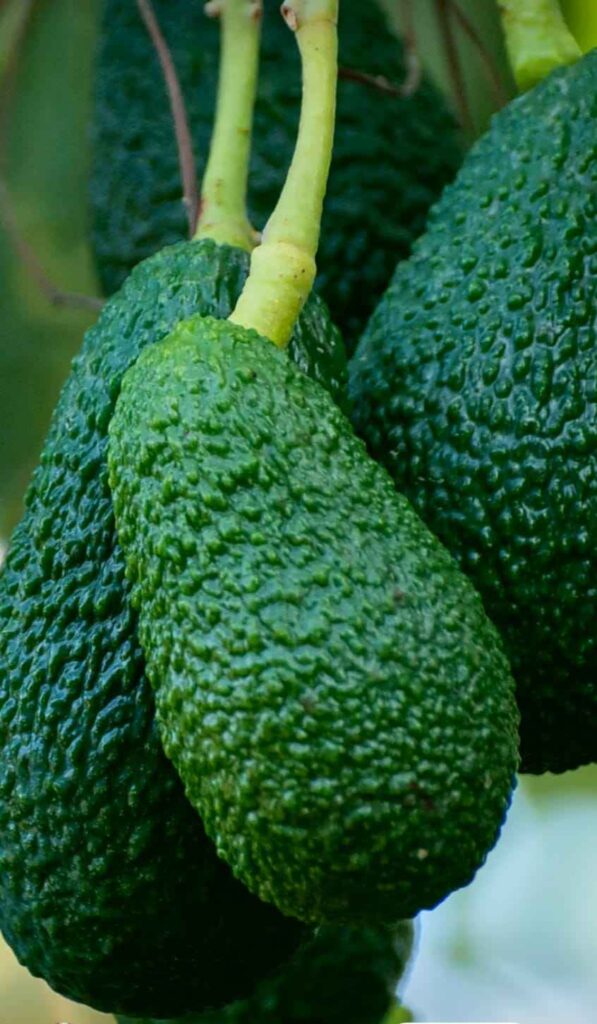Avocados