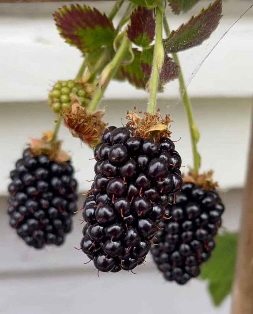 growing blackberries