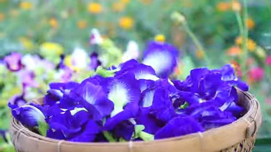 butterfly pea flower benefits