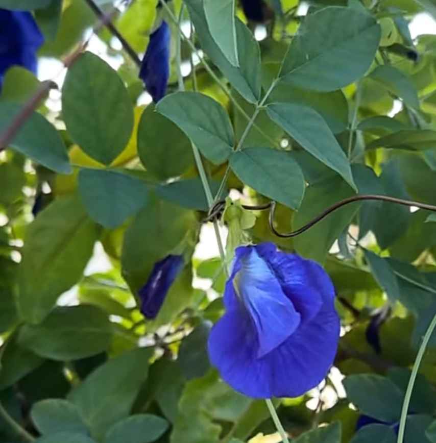 butterfly pea flower