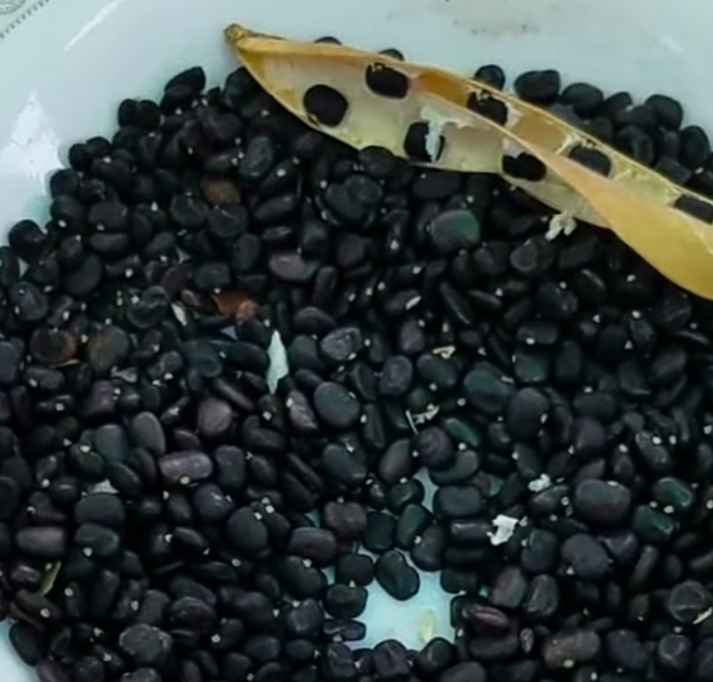 butterfly pea seeds