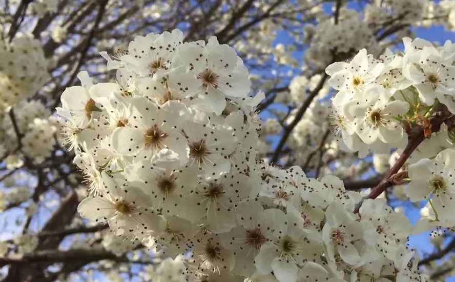 flowering pear tree