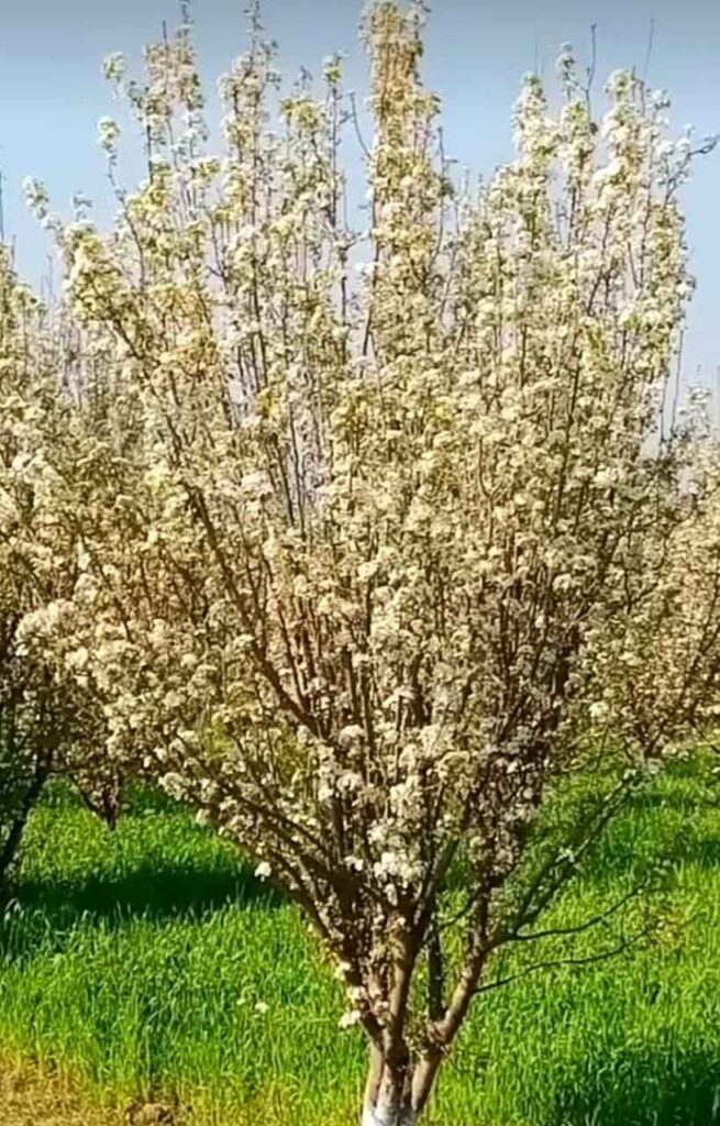 flowering pear tree