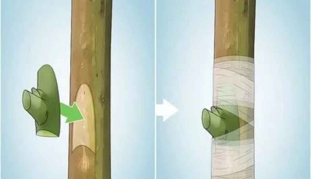 how to graft an apple tree