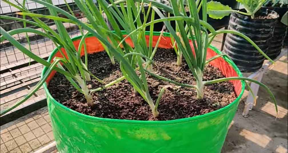Growing Onions in Containers