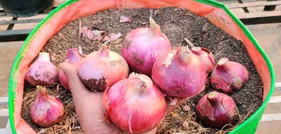 Growing Onions 