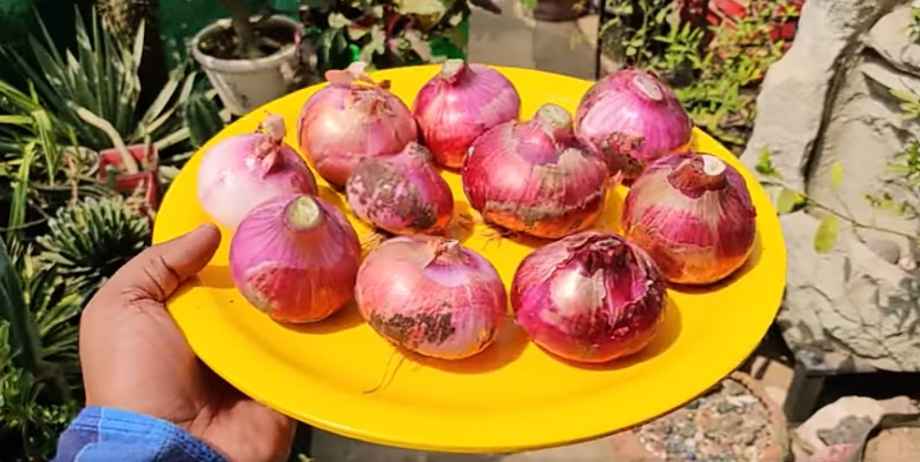 Growing Onions 