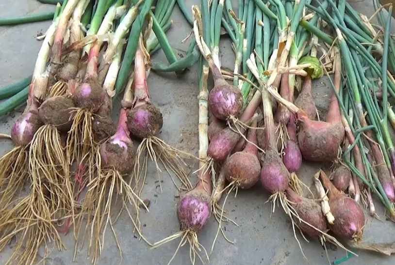 how to grow onions
