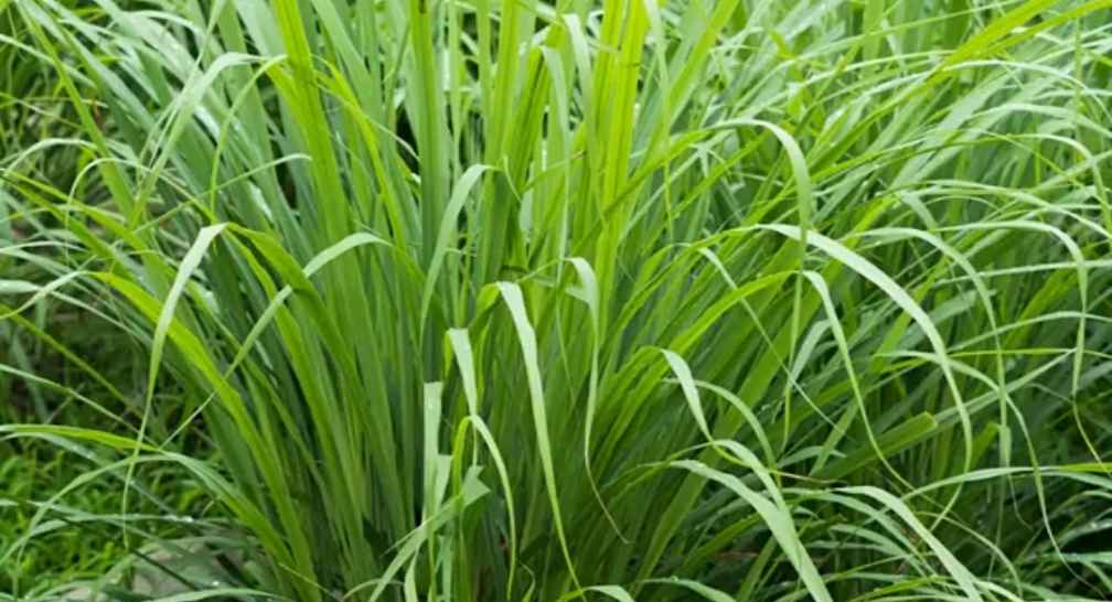 how to grow and harvest lemongrass