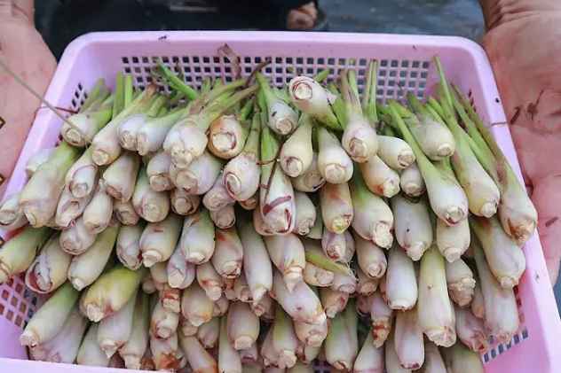 lemongrass