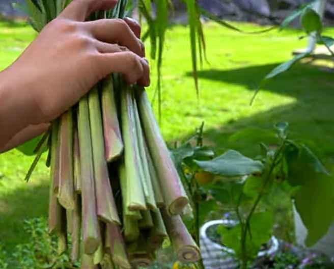 Harvesting lemongrass