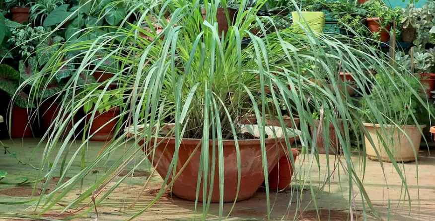 growing lemongrass in pots