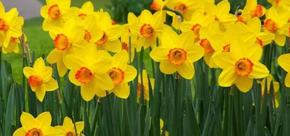 narcissus flower