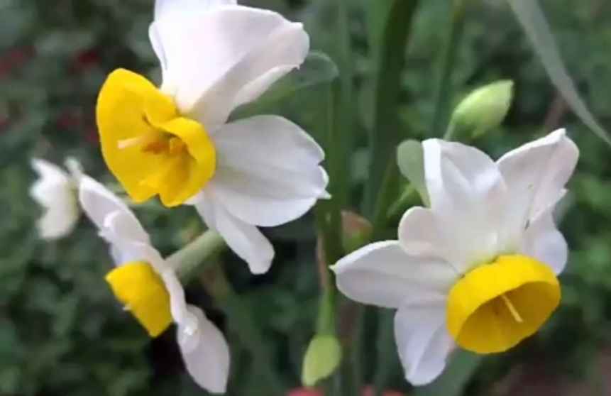 narcissus-flower