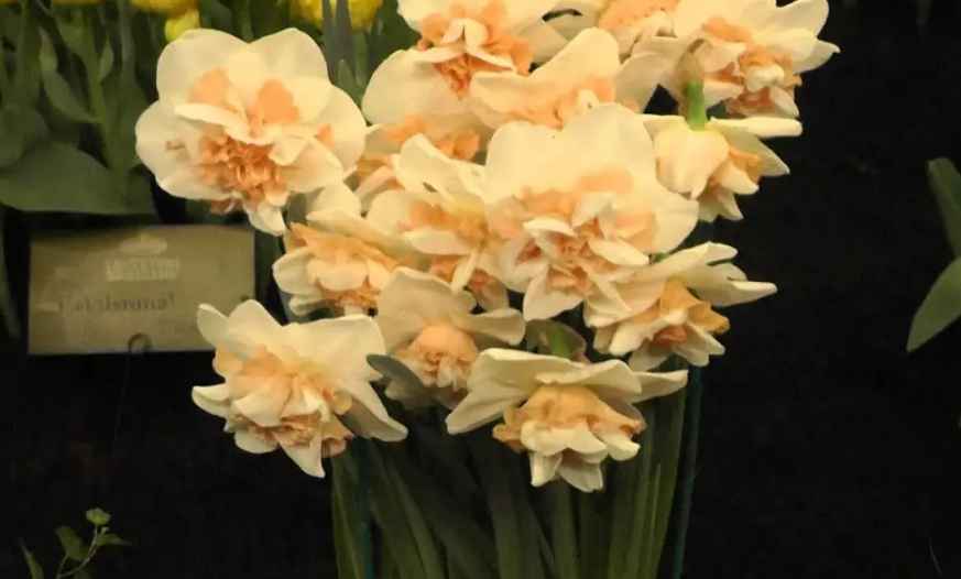 narcissus-flower