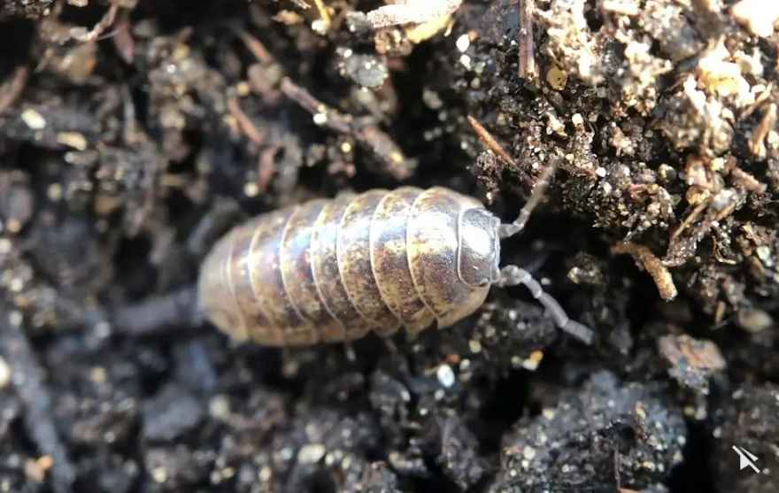Dealing with Pill Bugs (roly polies) and Sowbugs