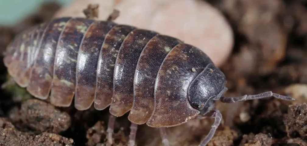 Pillbug