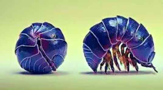 Pillbugs(roly poly)