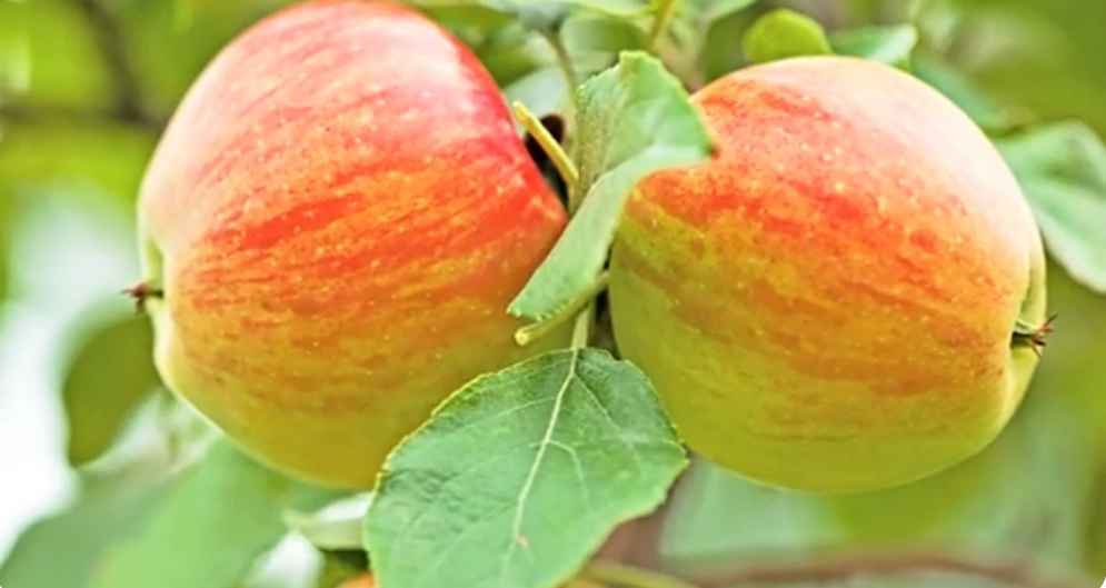 planting apple tree