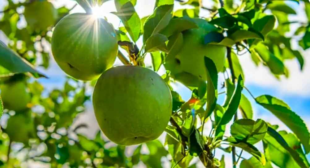 Apple Tree