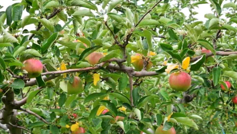 Apple Tree