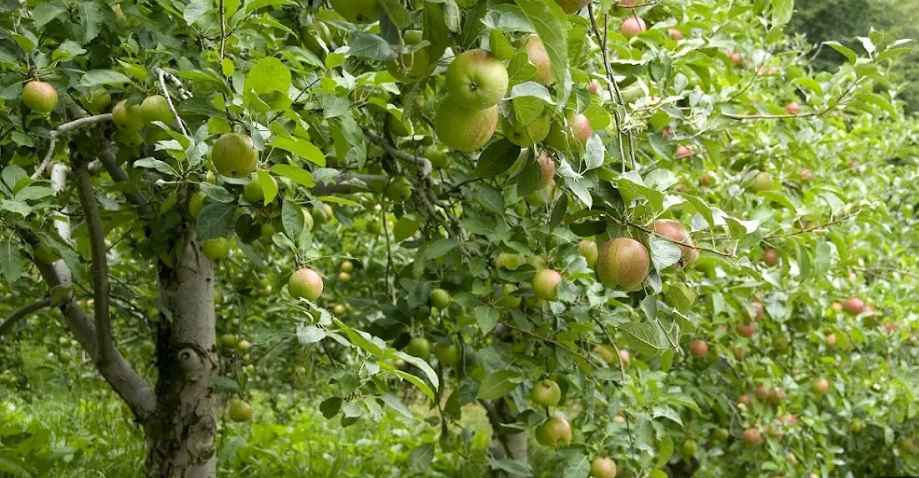 How to Plant Apple Tree