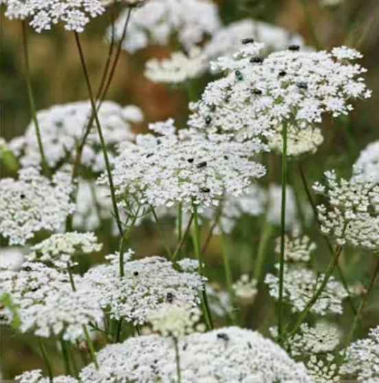 queen anne's lace