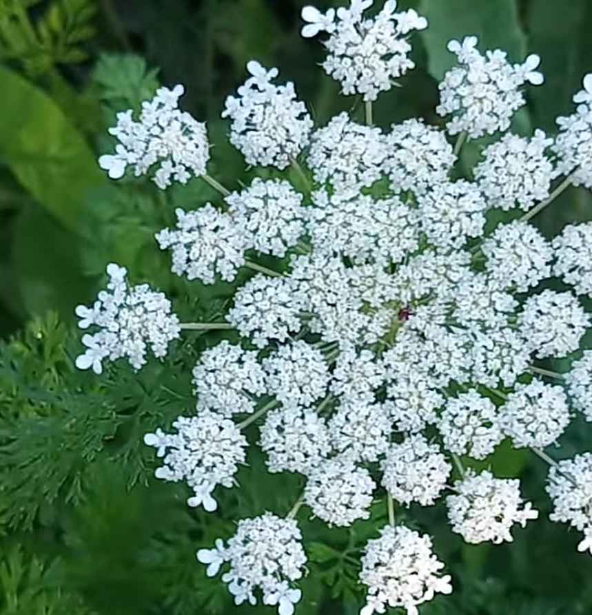 queen anne's lace flower