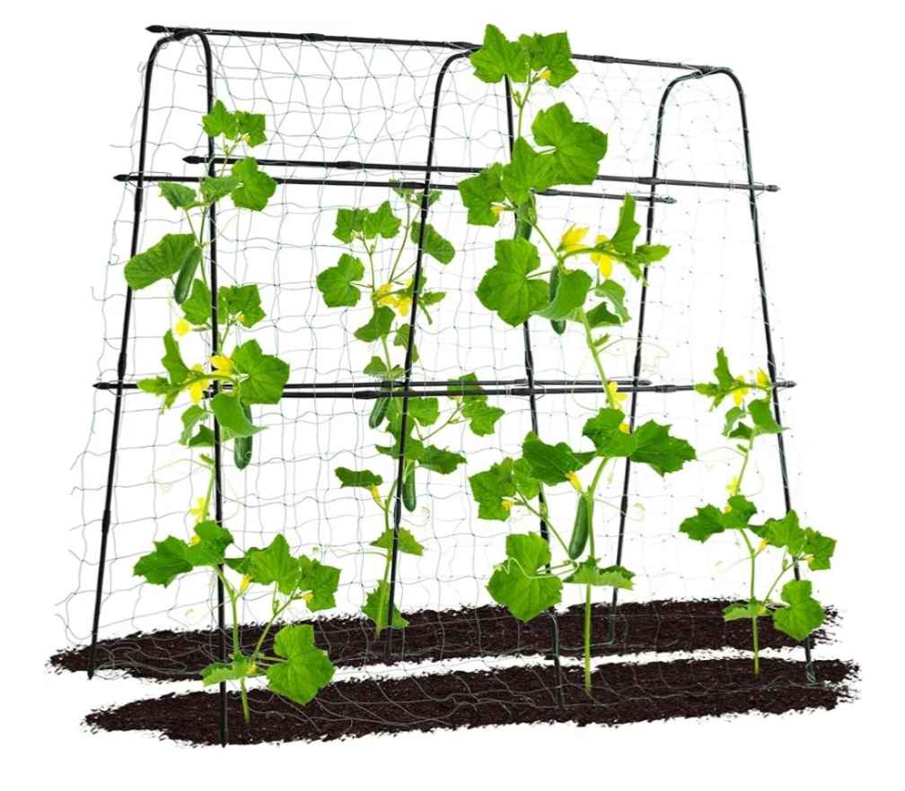 trellis