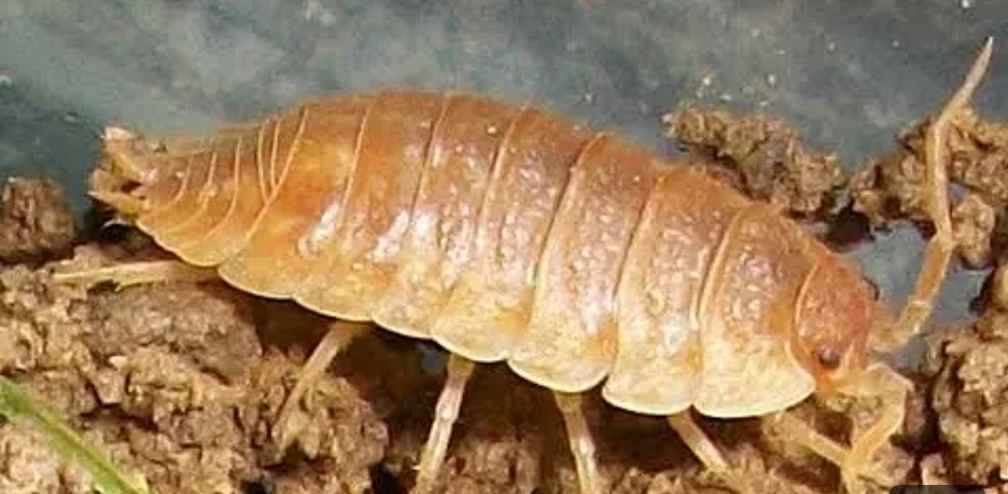 Sowbug