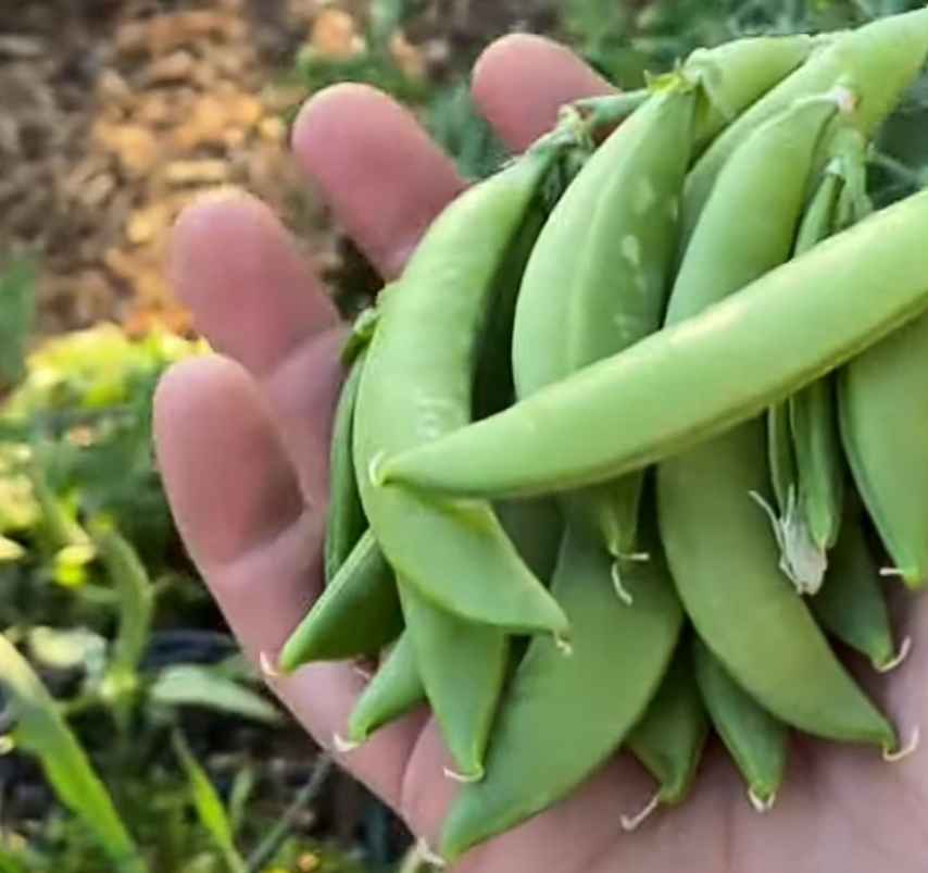 sugar snap peas