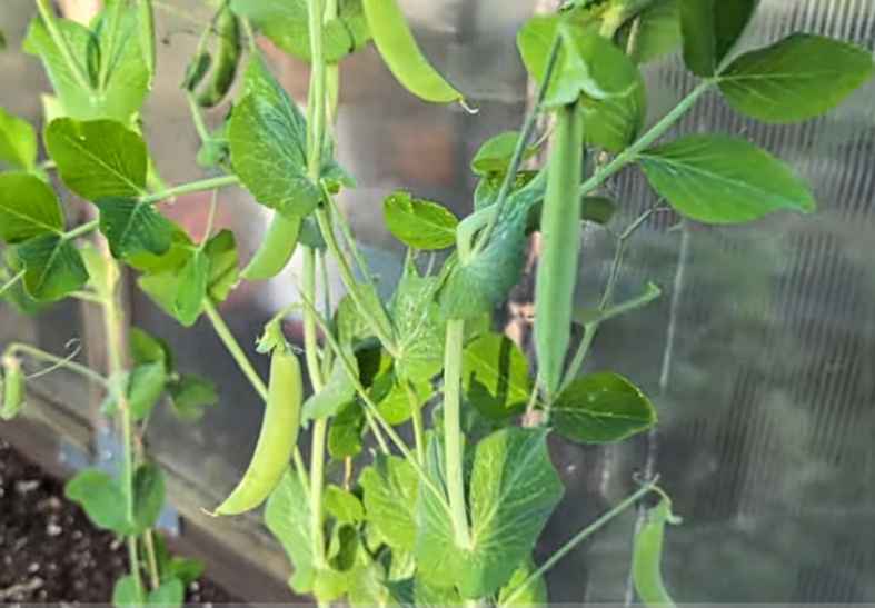 sugar snap peas