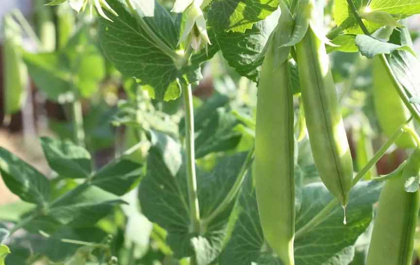sugar snap peas