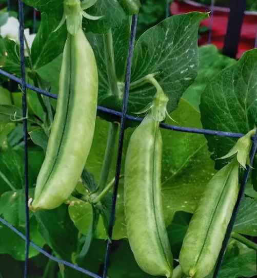 sugar snap peas