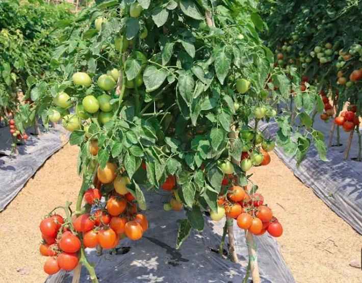 Best Way to Grow Tomatoes