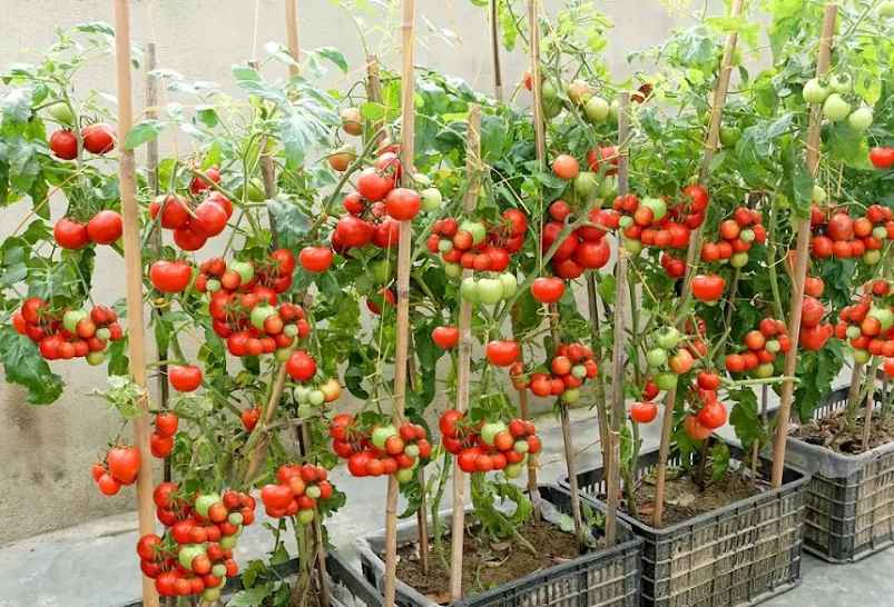 Best Way to Grow Tomatoes