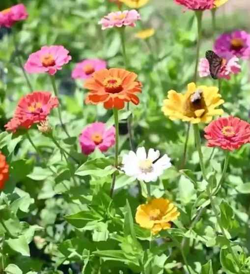 how to grow zinnias in pots
