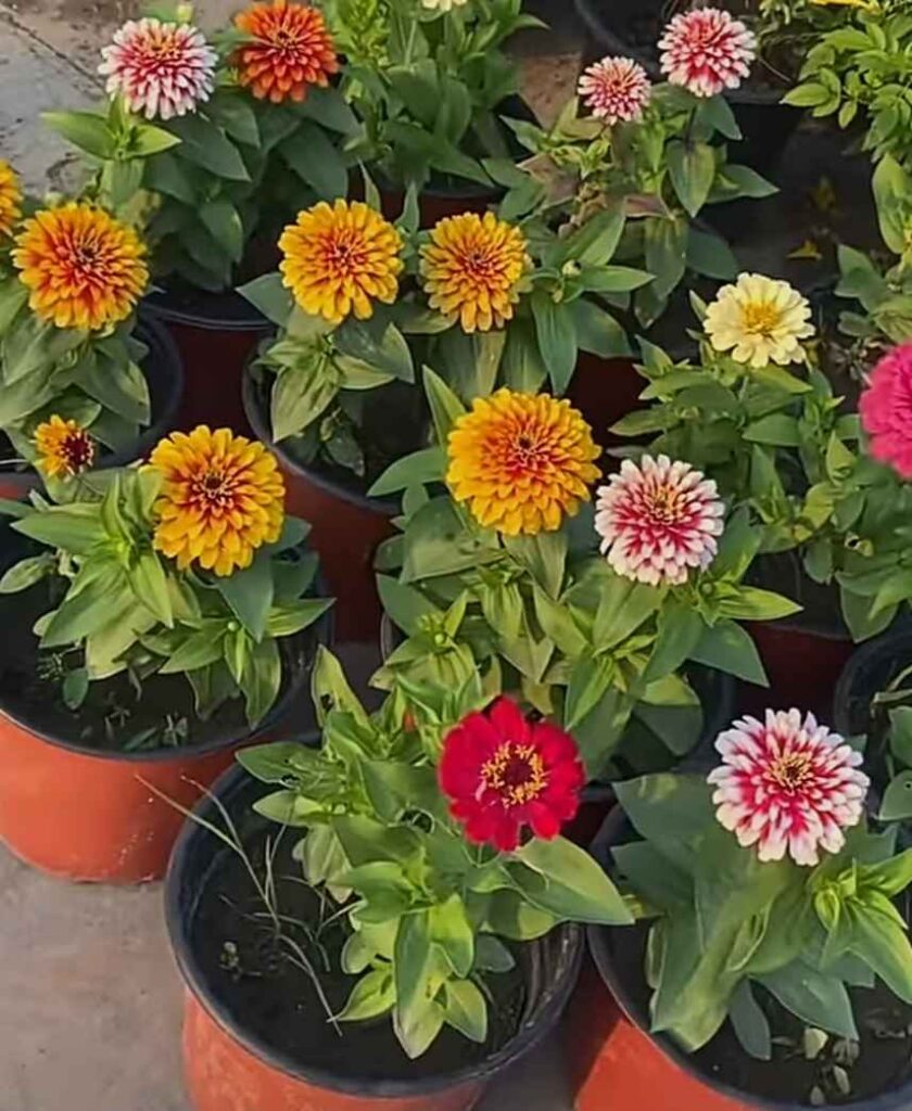 how to grow zinnias in pots
