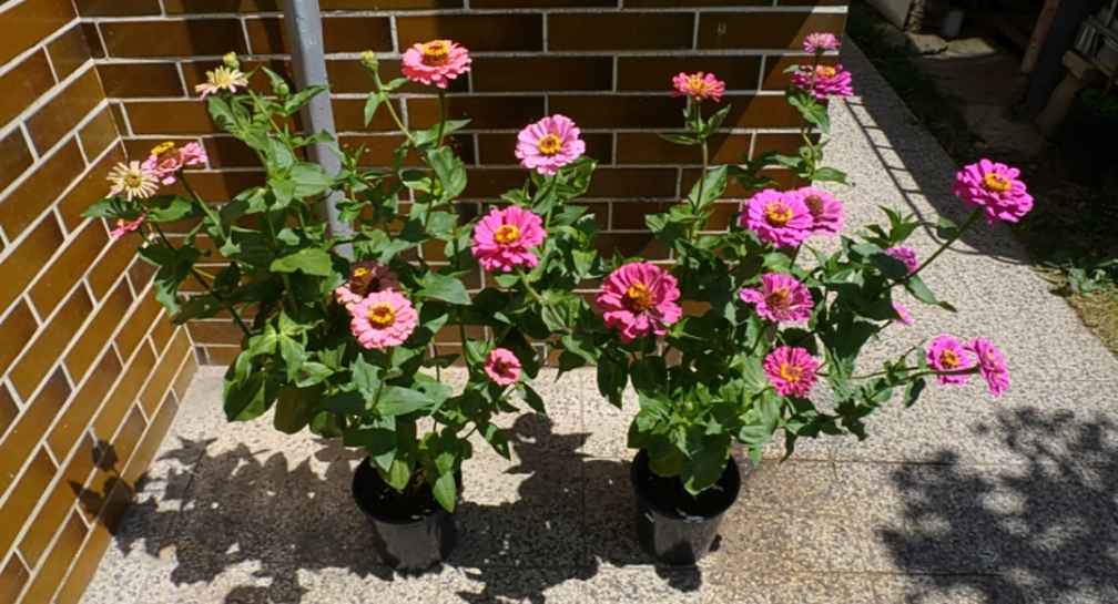 how to grow zinnias in pots