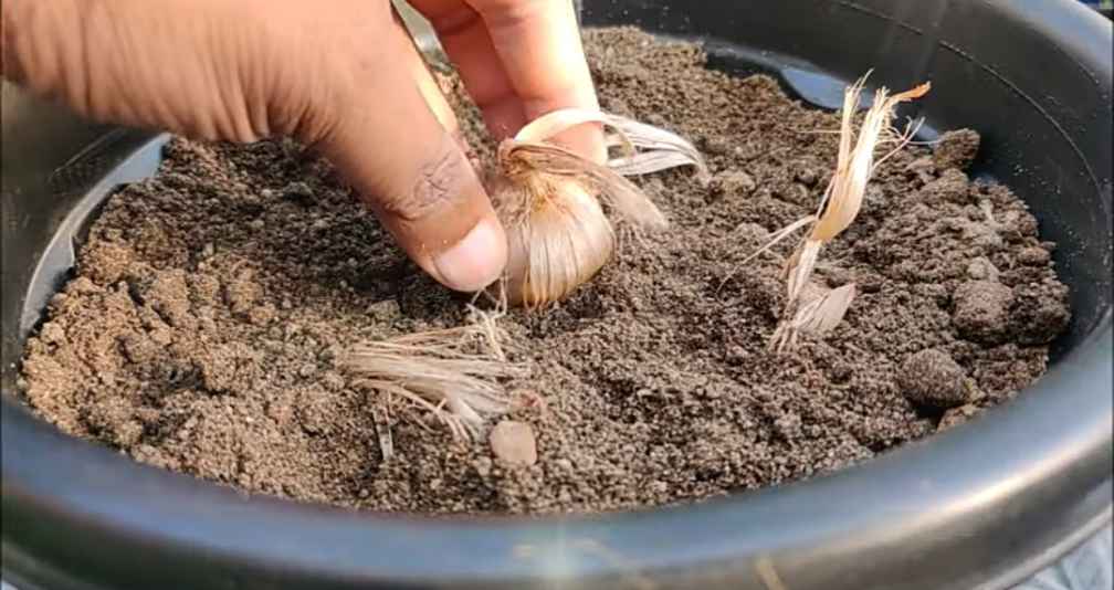 planting saffron bulbs