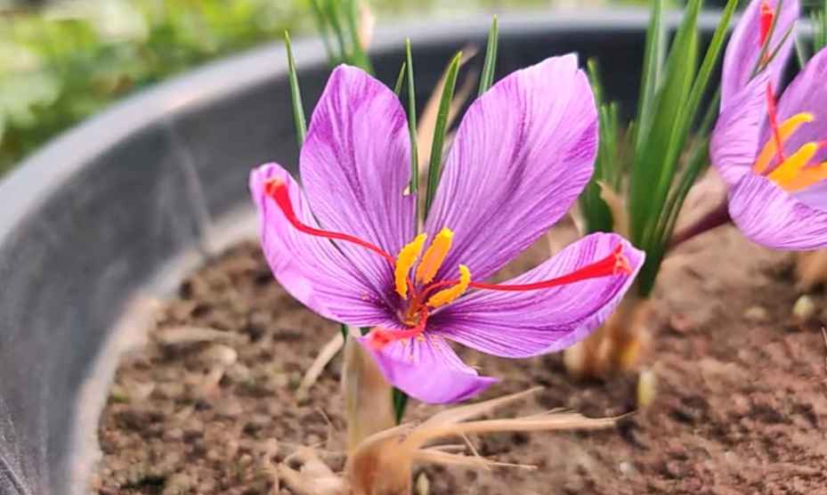 Grown saffron