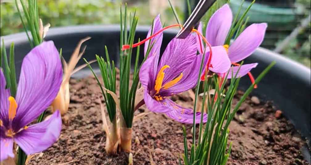 growing saffron