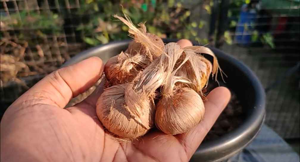 saffron bulbs