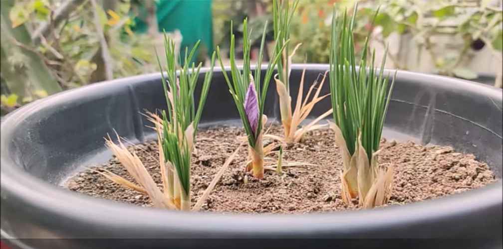 sprouting saffron bulbs