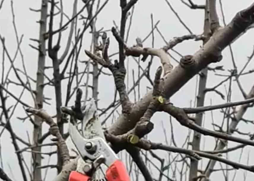how to prune apple trees